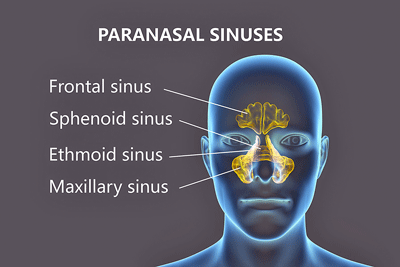 nasal connection to the limbic system