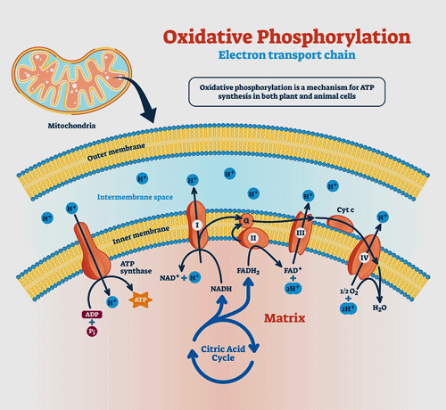 oxidative phosphorylation