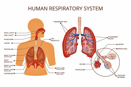 respiratory system chronic fatigue syndrome