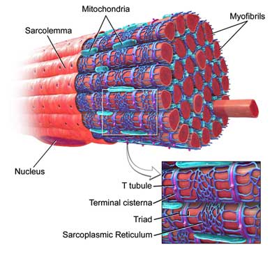 Skeletal muscle fibromyalgia