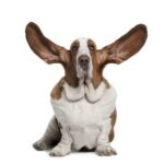 Basset ears