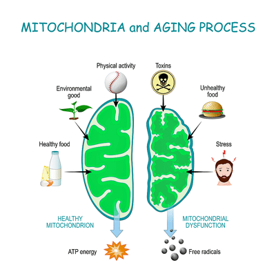 Aging and the mitochondria