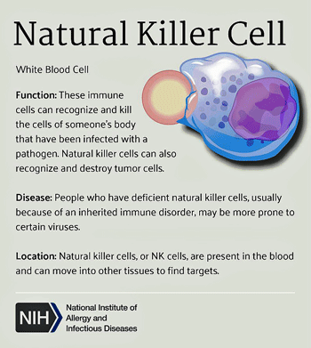 natural killer cells