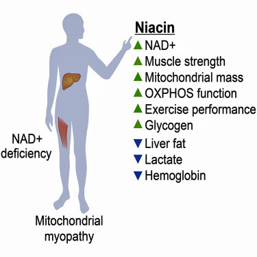 FInnish Study Niacin