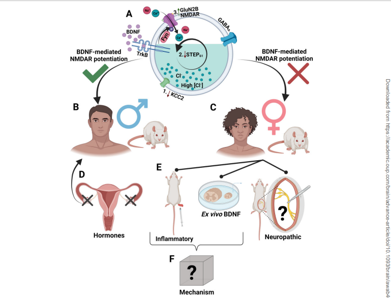 BDNF excites pain producing nerves in dorsal horn neurons outside the spinal cord in men but does not do so in women. CGRP may play that role. 