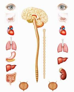 parasympathetic nervous system