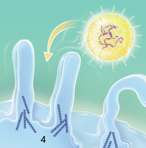 A Herpesvirus for Fibromyalgia? Active Herpes Simplex Virus Found in FM Patients’ Guts