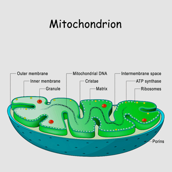 mitochondrial long COVID