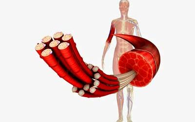 muscle fiber long COVID