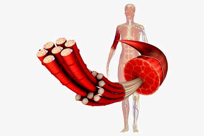 Long-COVID Exercise Study Points to Mitochondrial Dysfunction and Twitchy Muscles