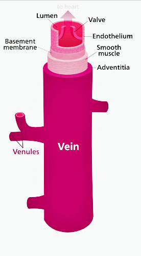 Mestinon - veins - ME/CFS