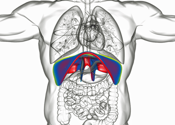 Diaphragm