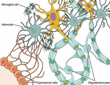 Glial Cells