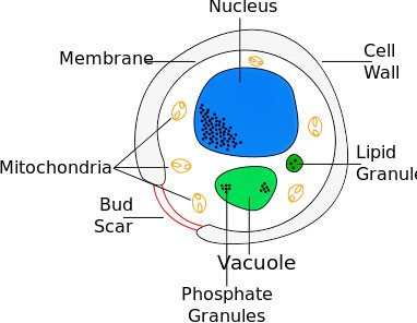 Yeast