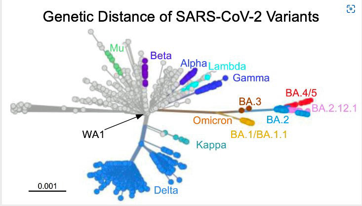 No Rest for the Weary: Could BA.5 Coronavirus Variant Be the Worst Yet?