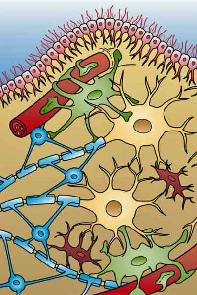 Glial Cells