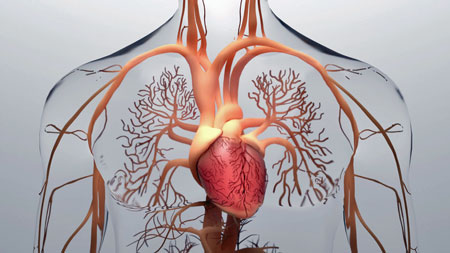 Oxygen Short? Microcirculatory Problems Could Explain Long COVID (and ME/CFS)