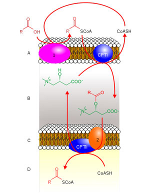 Actetyl-carnitine transfer