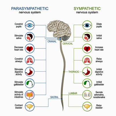 FM autonomic nervous system