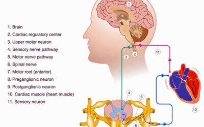 Autonomic nervous system