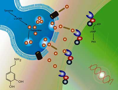 dopamine fatigue ME/CFS