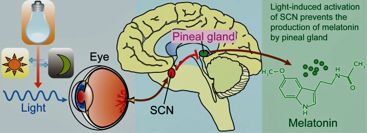 Melatonin and light