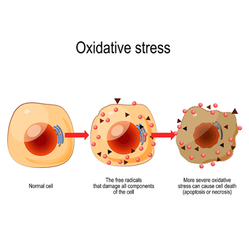 membranes oxidative stress