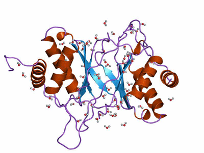 EBNA1