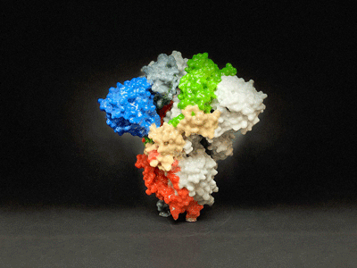 Spike protein coronavirus