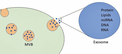 Zofin is using trying to use exosomes to alter immune functioning in long COVID. 