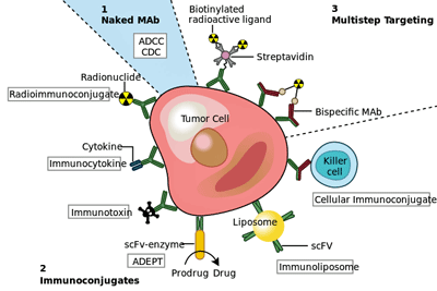 Monoclonal antibodies cancer