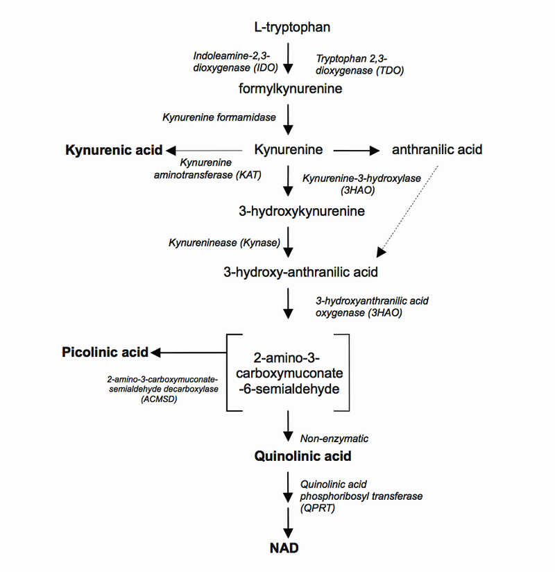 Kynurenine Pathway