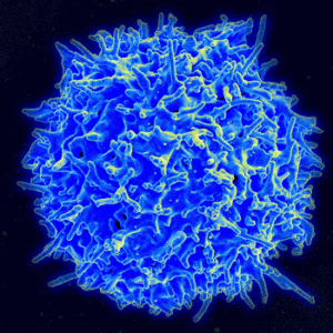 T-cell