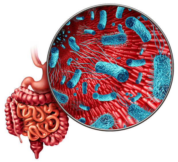 Microbiome gut