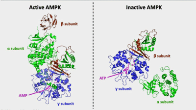 The goal - get AMPK to its active state. (Image by LBattist- Wikimedia Commons)