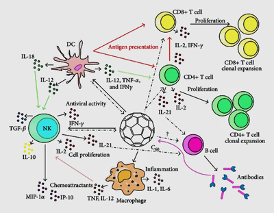 Innate immune system in action 