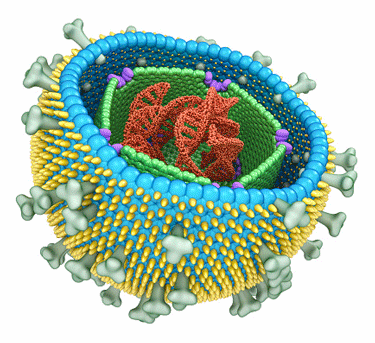 Epstein-barr virus