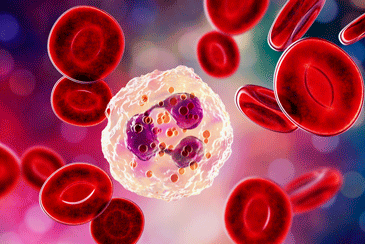 Immune Disease? Neutrophils on the Attack in Fibromyalgia