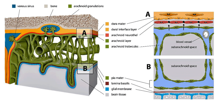 The anatomy of fluid flows in the brain