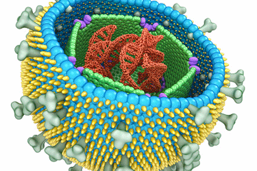 Epstein-Barr virus