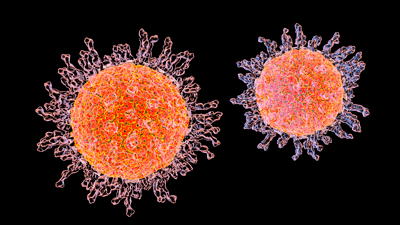 Herpes simplex virus