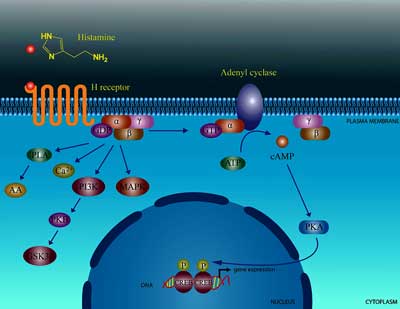 Histamine