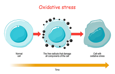 Oxidative stress chronic fatigue syndrome