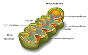 Mitochondria chronic fatigue syndrome