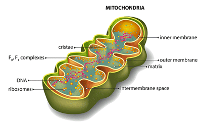 Mitochondria chronic fatigue syndrome