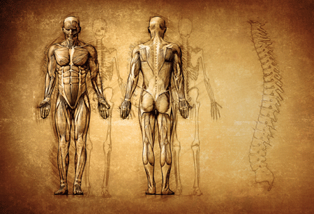 The Muscle ME/CFS Connection – Could it Tell the Tale?