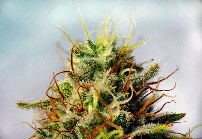 Trichomes- terpenes - cannabis