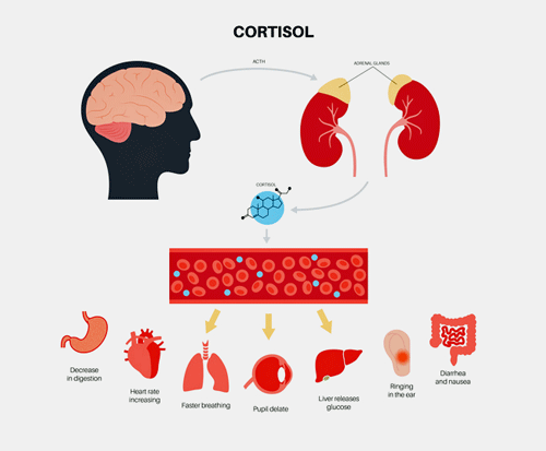 Cortisol and HPA axis
