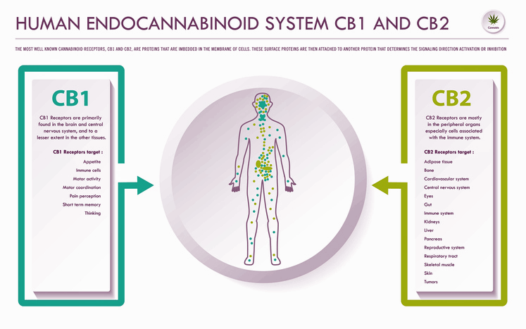 Endocannabinoid system