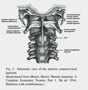 The atlantoocciptal joint